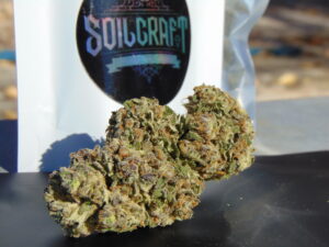 Oil Spill Soil Craft Flower Sun Grown
