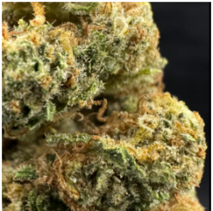 Dream Queen COA close up flower